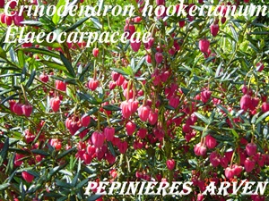Crinodendron hookerianum Elaeocarpaceae 1