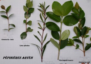 Myrtaceae